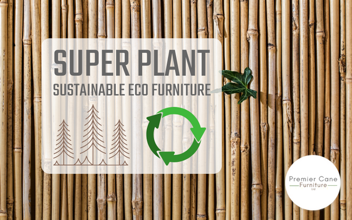 Cane and Rattan Furniture – How these ‘Super Plants’ Can Help Save the Planet